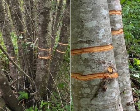 https://www.squamishreporter.com/wp-content/uploads/2021/05/trees.jpg