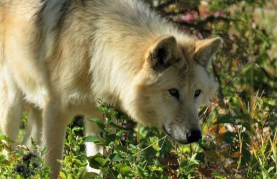 https://www.squamishreporter.com/wp-content/uploads/2021/05/wolfdog-540x350.jpg