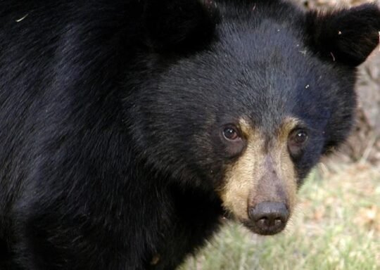 https://www.squamishreporter.com/wp-content/uploads/2021/06/bear-540x384.jpg