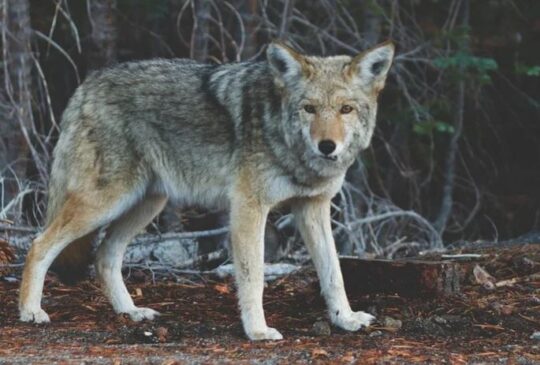 https://www.squamishreporter.com/wp-content/uploads/2021/07/coyote-540x365.jpg