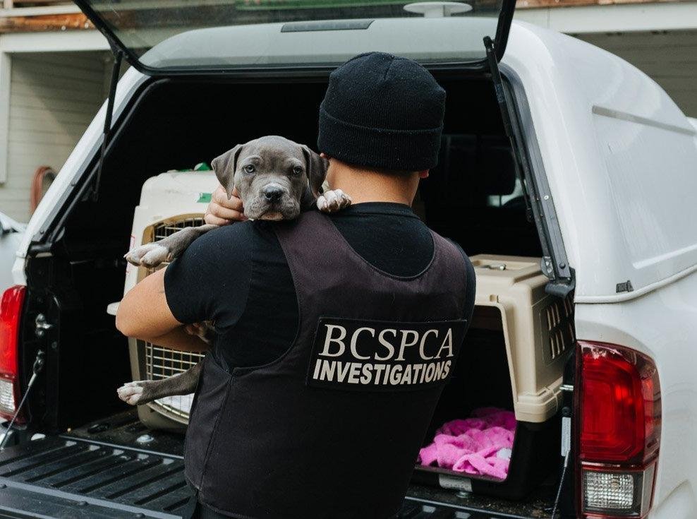 https://www.squamishreporter.com/wp-content/uploads/2021/10/BC-SPCA-investigation.jpg