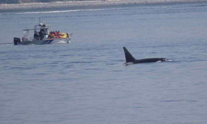 https://www.squamishreporter.com/wp-content/uploads/2021/10/whale.jpg