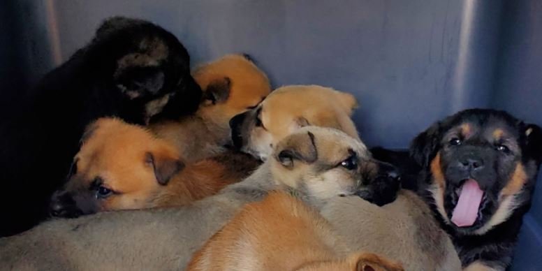 https://www.squamishreporter.com/wp-content/uploads/2021/12/puppies.jpg