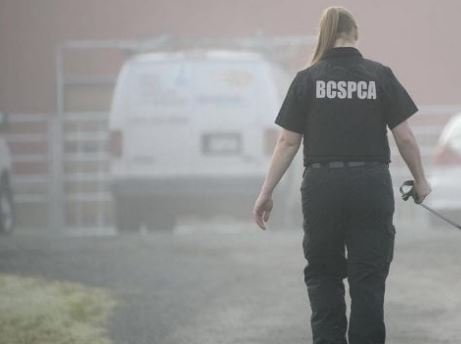 https://www.squamishreporter.com/wp-content/uploads/2022/01/SPCA.jpg
