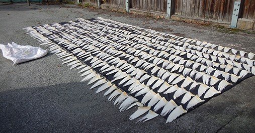 https://www.squamishreporter.com/wp-content/uploads/2022/01/shark-fins.jpg