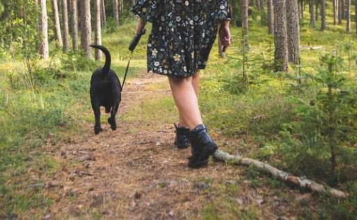 https://www.squamishreporter.com/wp-content/uploads/2022/02/dog-NATURE.jpg