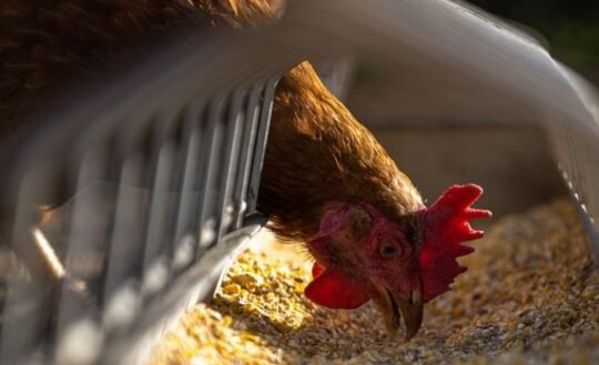 https://www.squamishreporter.com/wp-content/uploads/2022/03/poultry-540x329.jpg
