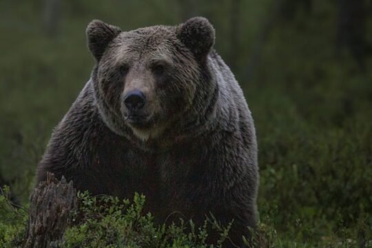 https://www.squamishreporter.com/wp-content/uploads/2022/04/bear-540x361.jpg