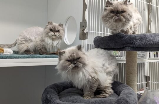 https://www.squamishreporter.com/wp-content/uploads/2022/04/cats-540x353.jpg