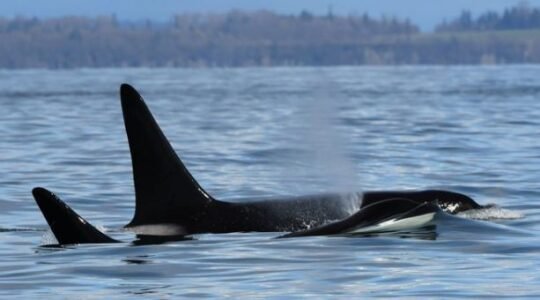 https://www.squamishreporter.com/wp-content/uploads/2022/04/killer-540x300.jpg