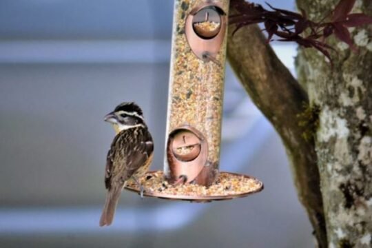 https://www.squamishreporter.com/wp-content/uploads/2022/05/bird-feeders-540x360.jpg