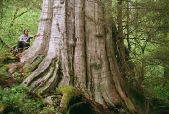 https://www.squamishreporter.com/wp-content/uploads/2022/06/GIANT-540x365.jpg
