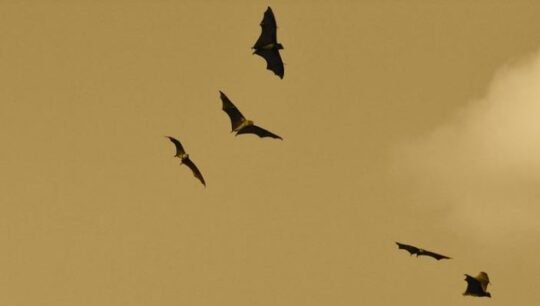 https://www.squamishreporter.com/wp-content/uploads/2022/06/bats-540x306.jpg