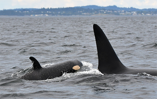 https://www.squamishreporter.com/wp-content/uploads/2022/07/Orca-K20-with-K45--540x341.png