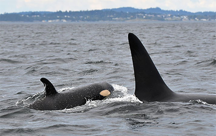 https://www.squamishreporter.com/wp-content/uploads/2022/07/Orca-K20-with-K45-.png