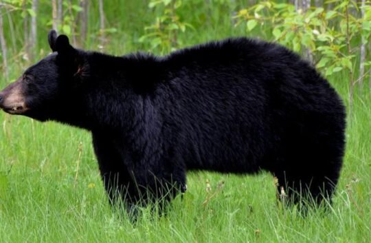 https://www.squamishreporter.com/wp-content/uploads/2022/07/bear-540x353.jpg