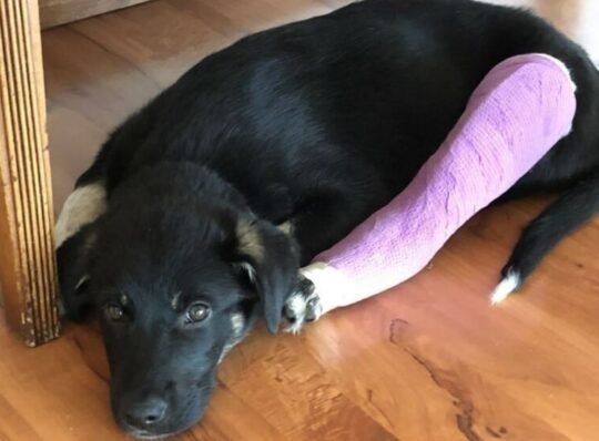 https://www.squamishreporter.com/wp-content/uploads/2022/07/puppy-MAIN-540x398.jpg