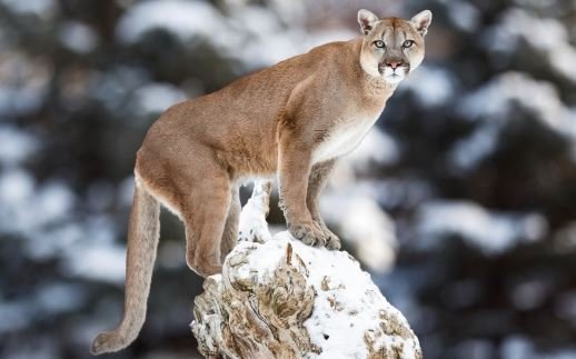 https://www.squamishreporter.com/wp-content/uploads/2022/08/cougar-MAIN.jpg