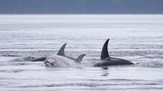 https://www.squamishreporter.com/wp-content/uploads/2022/08/rare-white.jpg