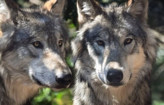 https://www.squamishreporter.com/wp-content/uploads/2022/08/wolves-escape-540x347.jpg