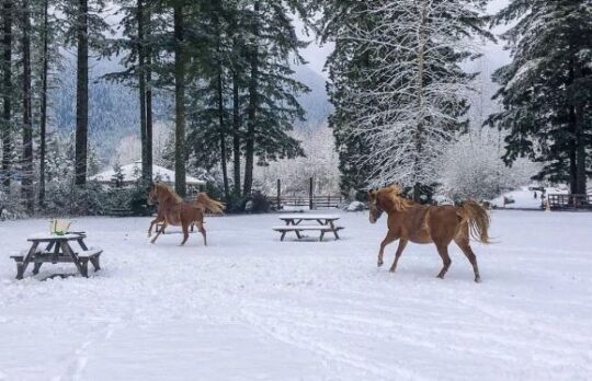 https://www.squamishreporter.com/wp-content/uploads/2022/12/horses-auction-540x348.jpg