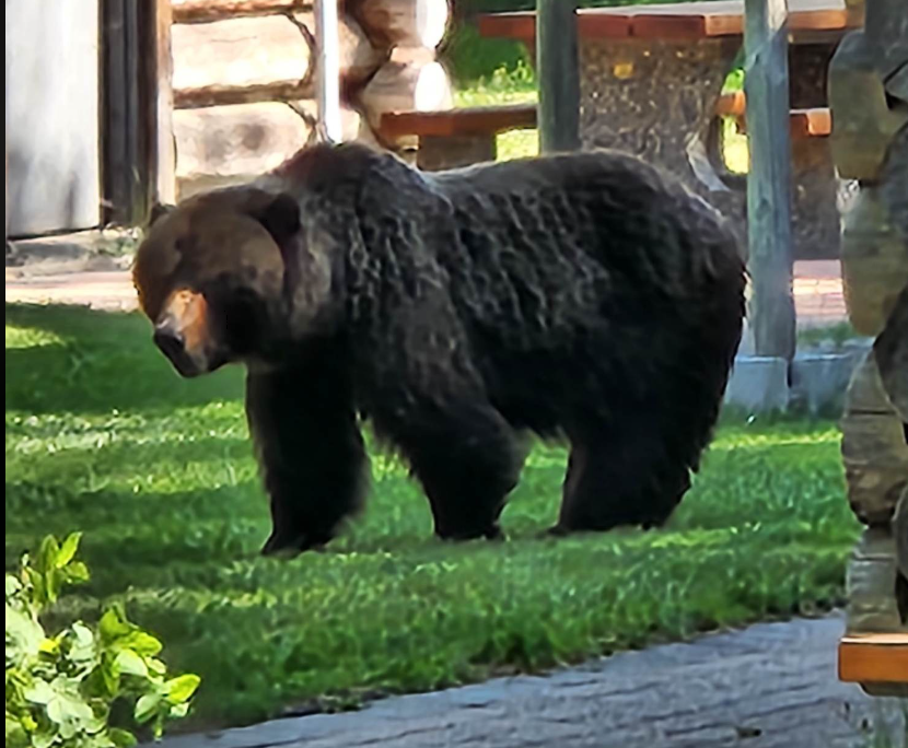 https://www.squamishreporter.com/wp-content/uploads/2023/06/grizzly-pic.png