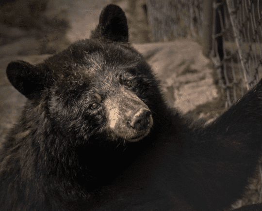 https://www.squamishreporter.com/wp-content/uploads/2023/07/black-bear-540x436.png