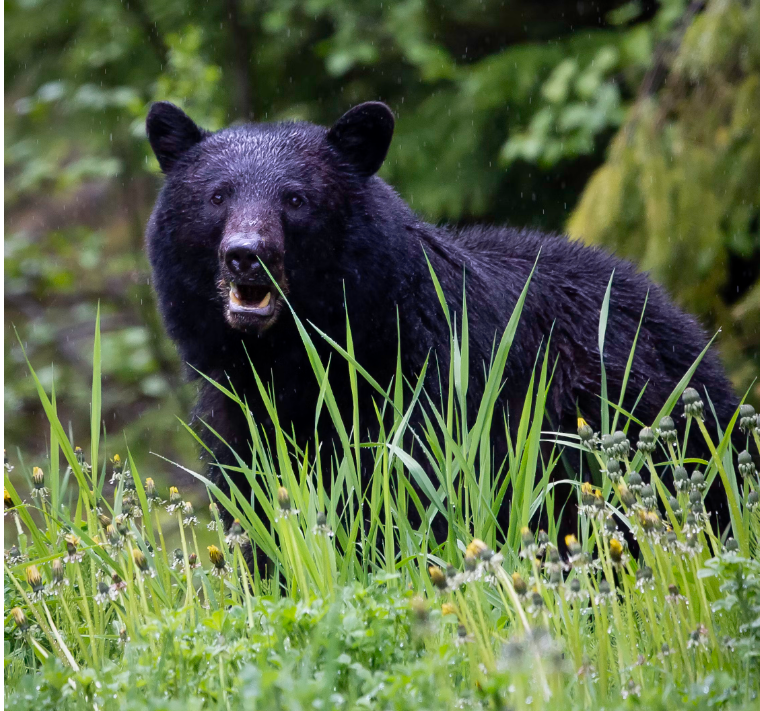 https://www.squamishreporter.com/wp-content/uploads/2023/08/black-bear.png
