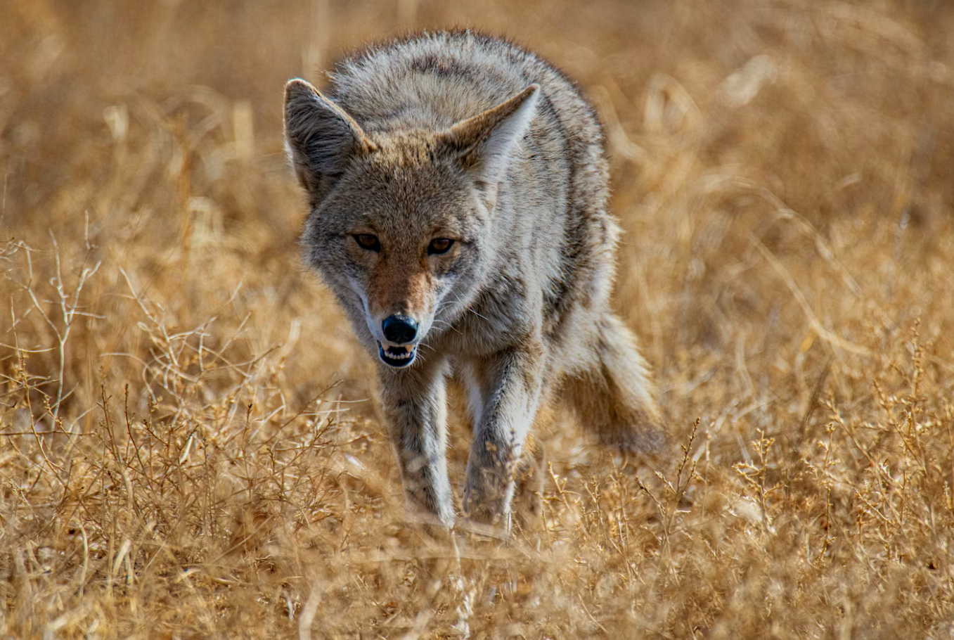 https://www.squamishreporter.com/wp-content/uploads/2023/08/coyote.png