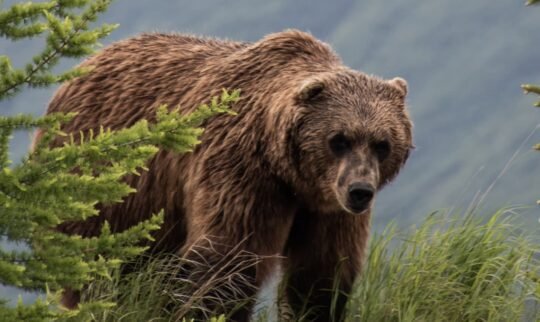 https://www.squamishreporter.com/wp-content/uploads/2024/01/grizzly-bear-WDP-540x322.jpg