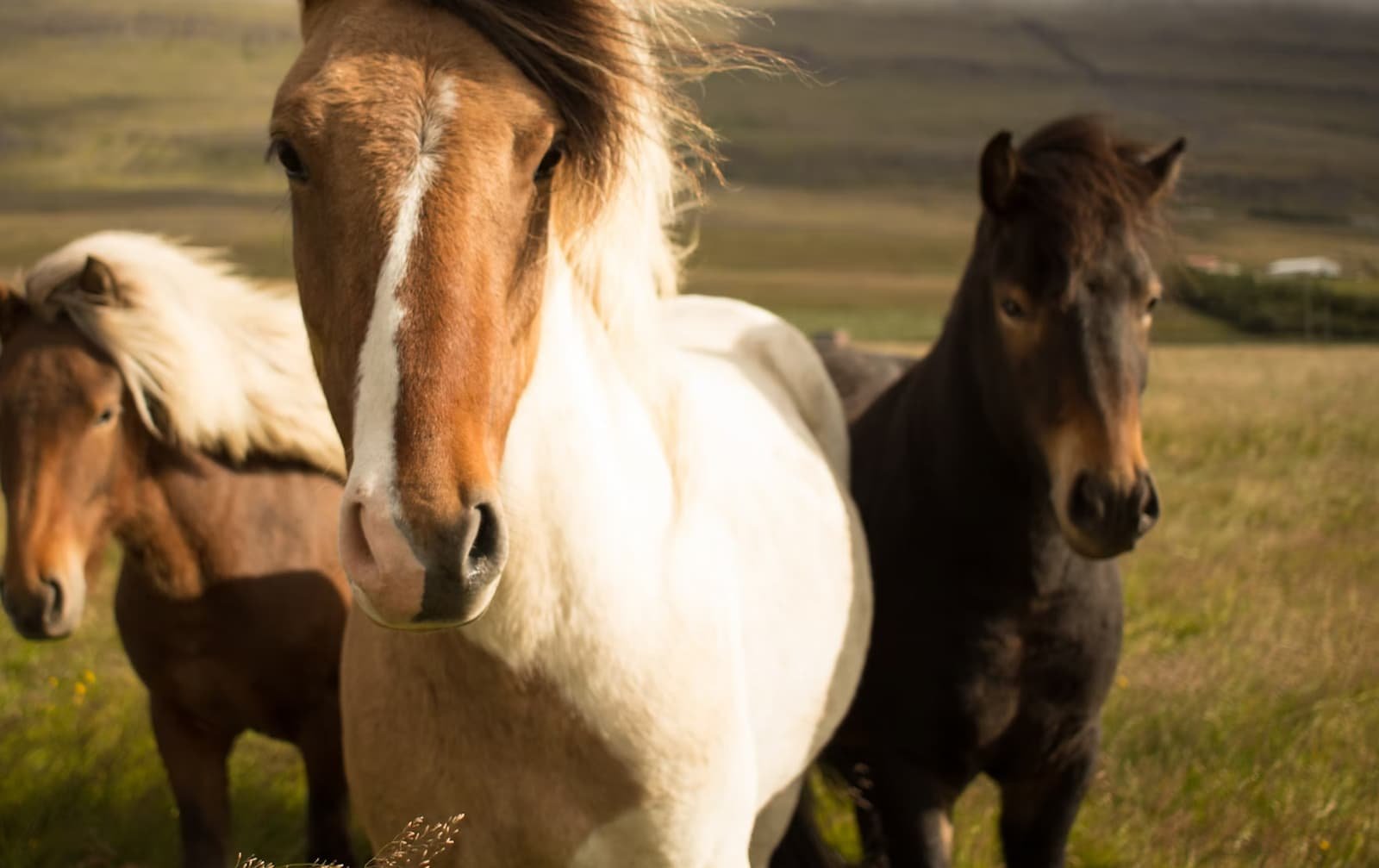 https://www.squamishreporter.com/wp-content/uploads/2024/01/horses-Pemby.jpg