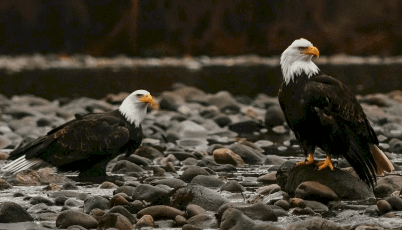 Eagles in Squamish