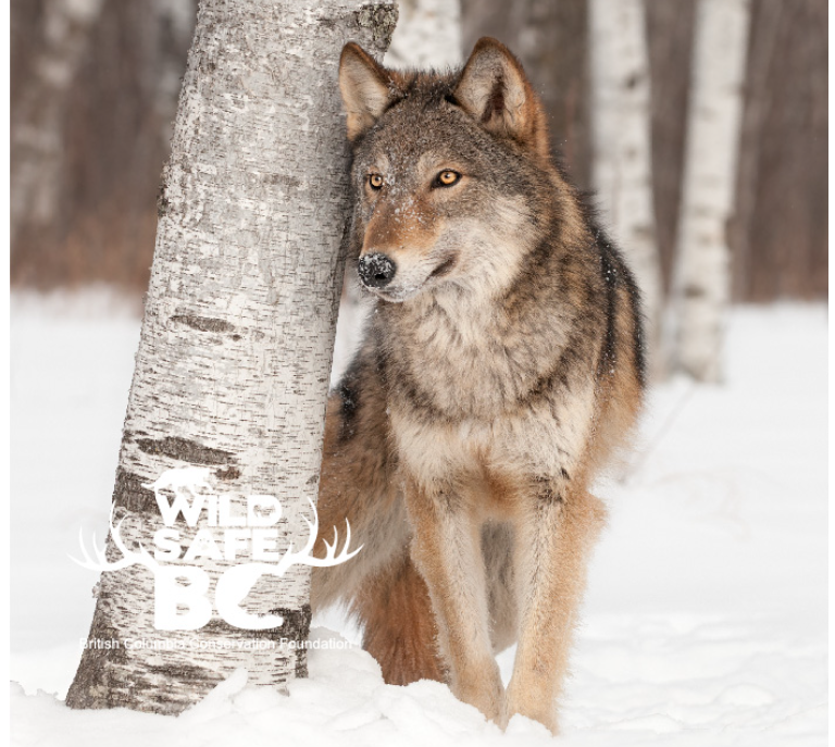 https://www.squamishreporter.com/wp-content/uploads/2025/01/wolf.png