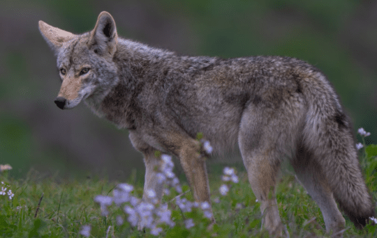 https://www.squamishreporter.com/wp-content/uploads/2025/04/Coyote-staring-540x342.png