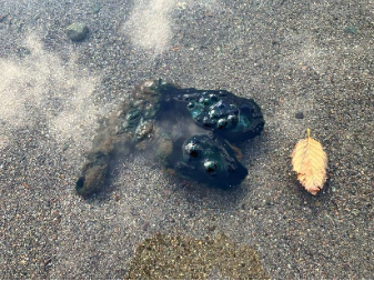 https://www.squamishreporter.com/wp-content/uploads/2025/08/Screenshot-2025-08-25-at-20-40-27-Algae_Monitoring_Notice_for_Alice_Lake_3a9fae1a2f.pdf.png