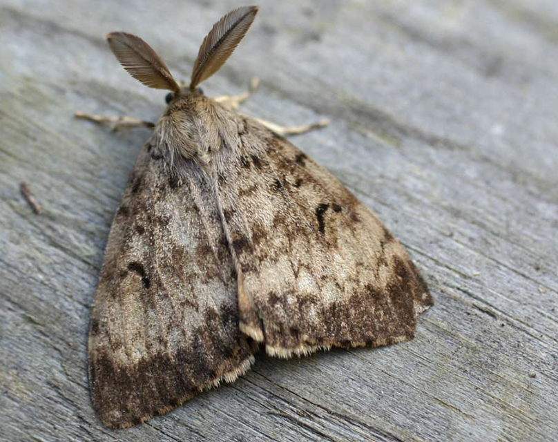 Adult male spongy moth.