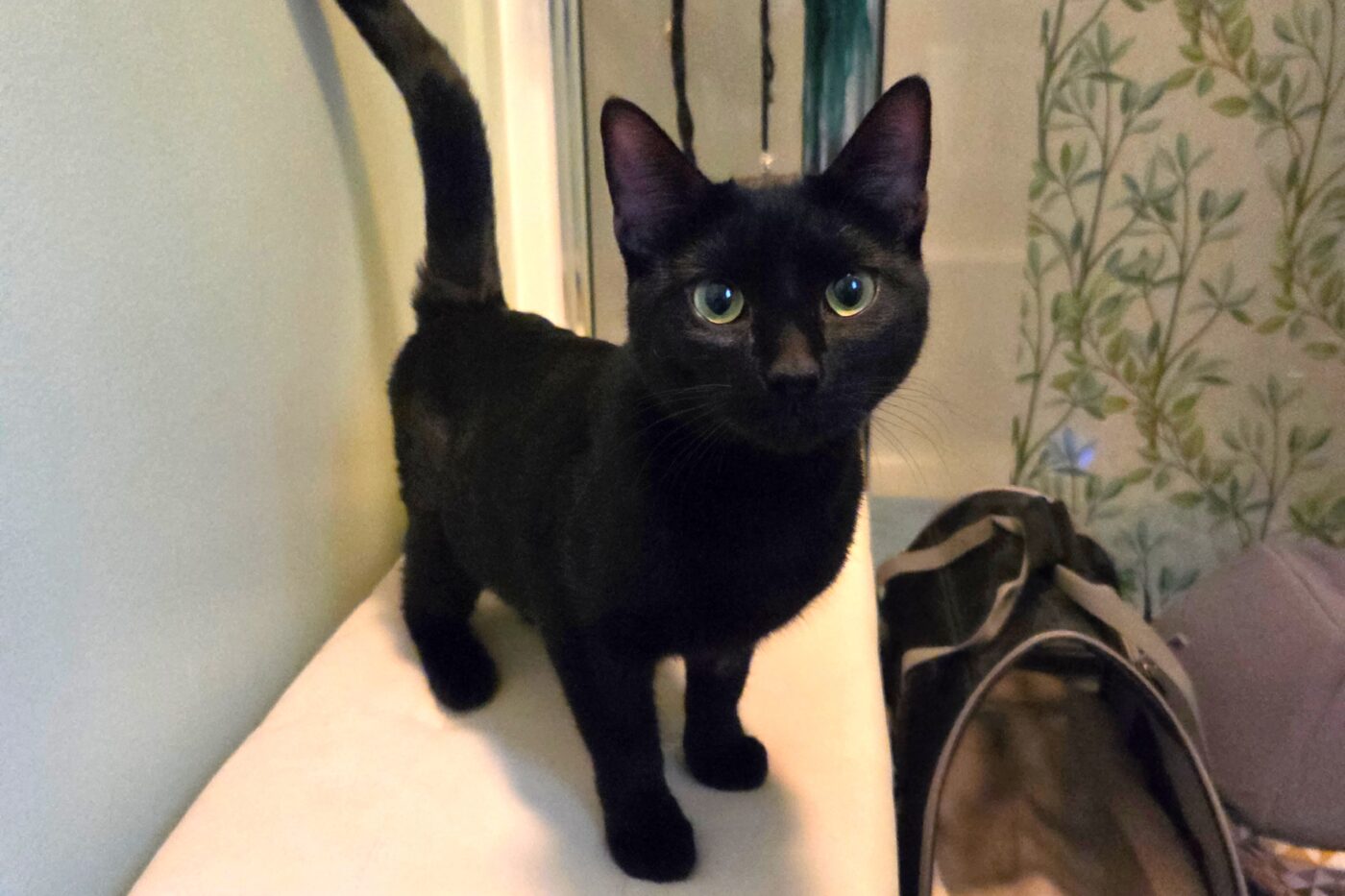 Goose, formerly known as “Furry Creek,” settles into her new home after a community rescue effort and emergency surgery saved her life.