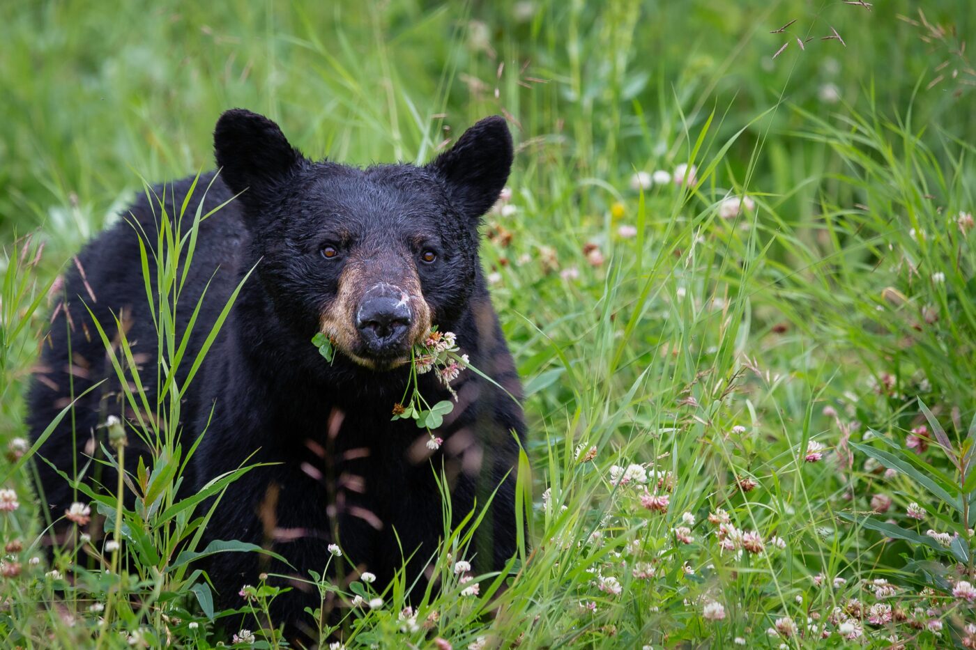 Conservation Officers are urging trail users to carry bear spray and make noise on the trail following a bluff charge near the Squamish Estuary this week. Photo: Pete Nuij / Unsplash