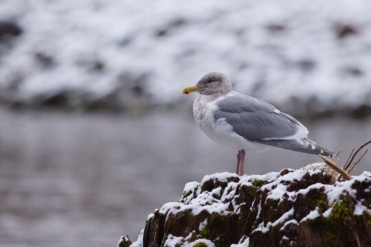 https://www.squamishreporter.com/wp-content/uploads/2026/04/Glaucus-winged-gull-at-the-Squamish-River-Niall-Bell-540x360.jpeg